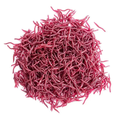 50-Piece Ultra-Realistic Soft Plastic Earthworm Lures