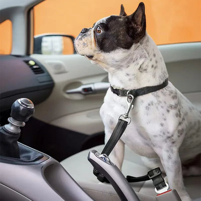 2-in-1 Bungee Dog Leash & Car Seat Belt
